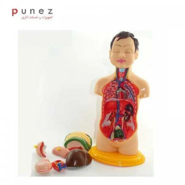 مولاژ آناتومی بدن انسان مدل 2020 - 4
