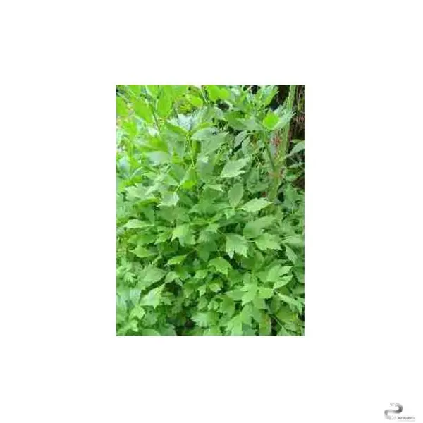 محلول خوراکی عصاره اورتیکا خوراکی زردبند 250 میلی لیتر - 2