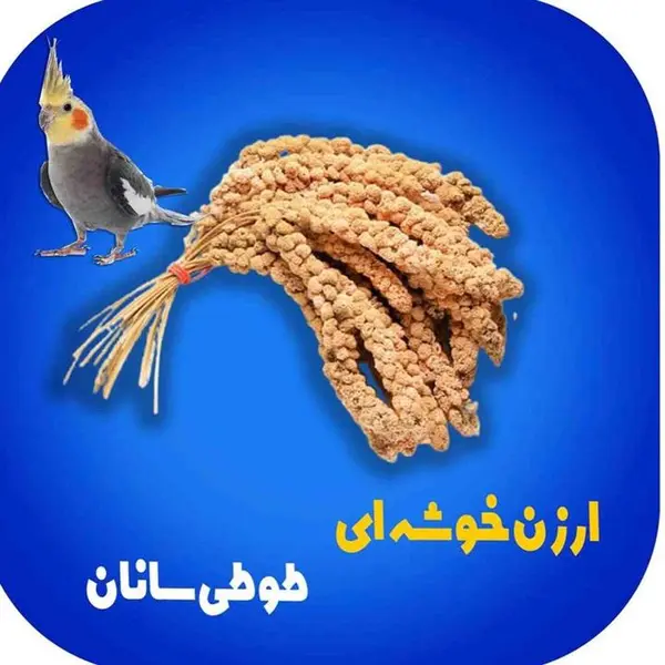 ارزن خوشه ای تازه خوش خوراک  بسته 3عددی - 2
