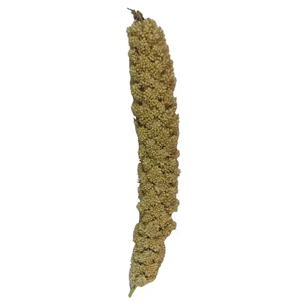 غذای پرنده مدل ارزن خوشه ای کد SP7 بسته 10 عددی - 3