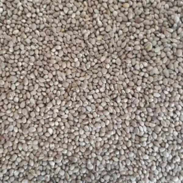 شاهدانه خام فله ای - 2