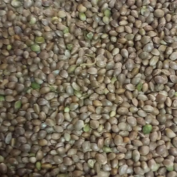 شاهدانه خام فله ای - 4