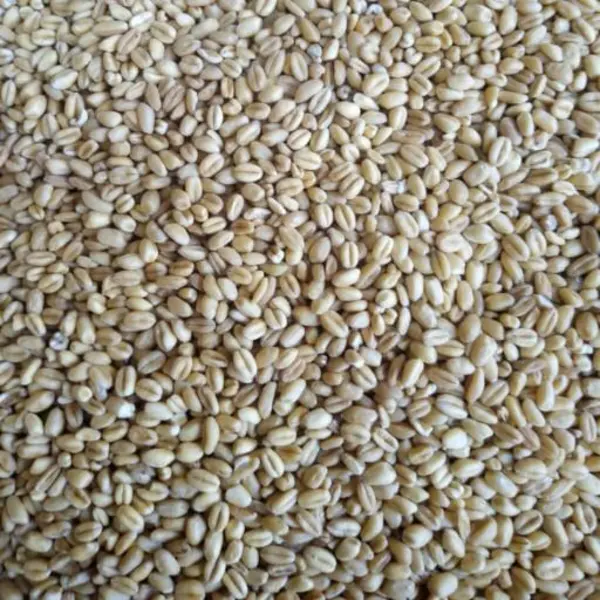 جو پوست کنده فله ای - 2