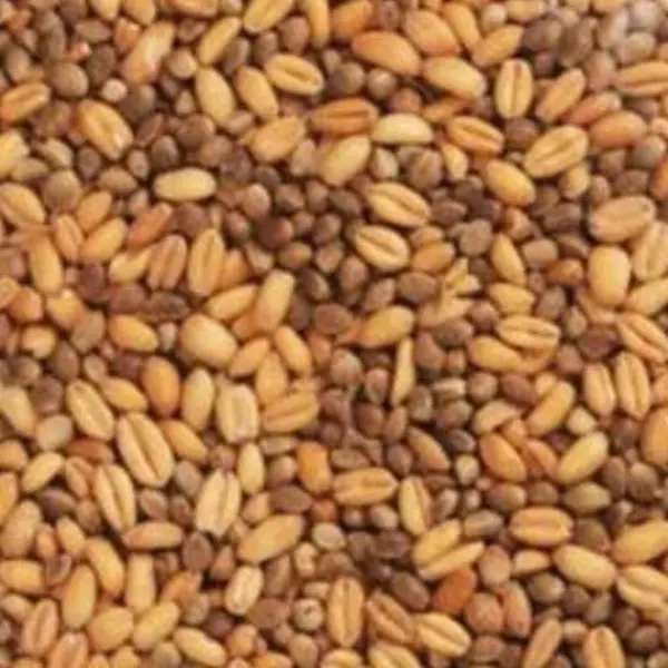 گندم و شاهدانه 1000گرم - 2