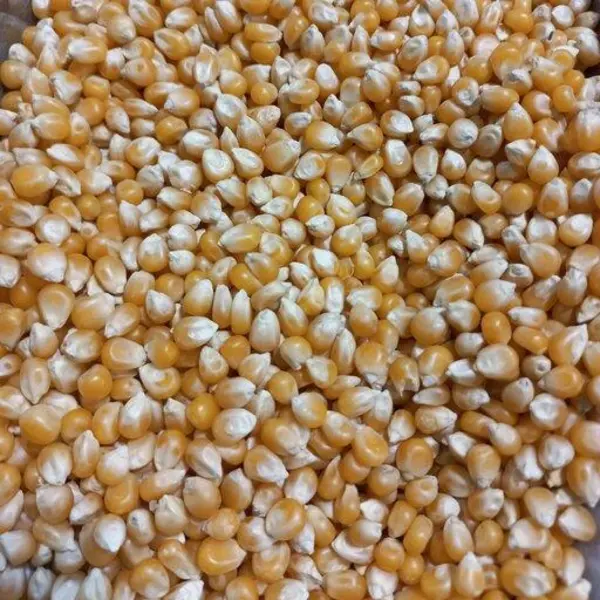 ذرت مخصوص پاپ کرن درجه یک(300گرمی) - 2