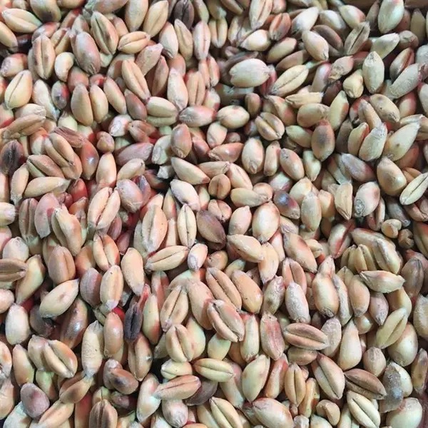 گندم بوداده بی نمک500 گرم - 2
