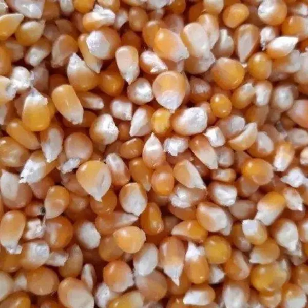 ذرت آمریکایی درجه یک ( 500 گرمی) - 2
