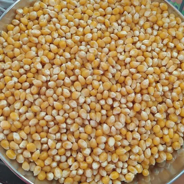 ذرت فوق ممتاز 900 گرمی - 2