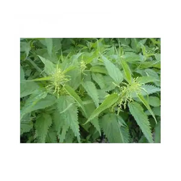 عرق گزنه - 5