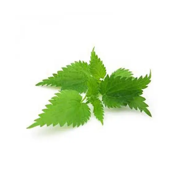 عرق گزنه - 6