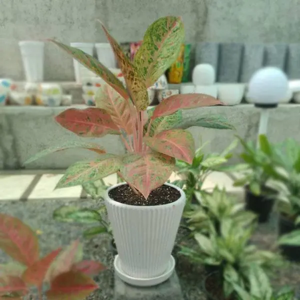 گیاه آگلونما قرمز - 3