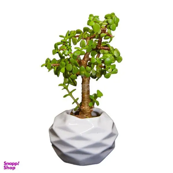 گیاه طبیعی کراسولا خرفه ای مدل بونسای - 3
