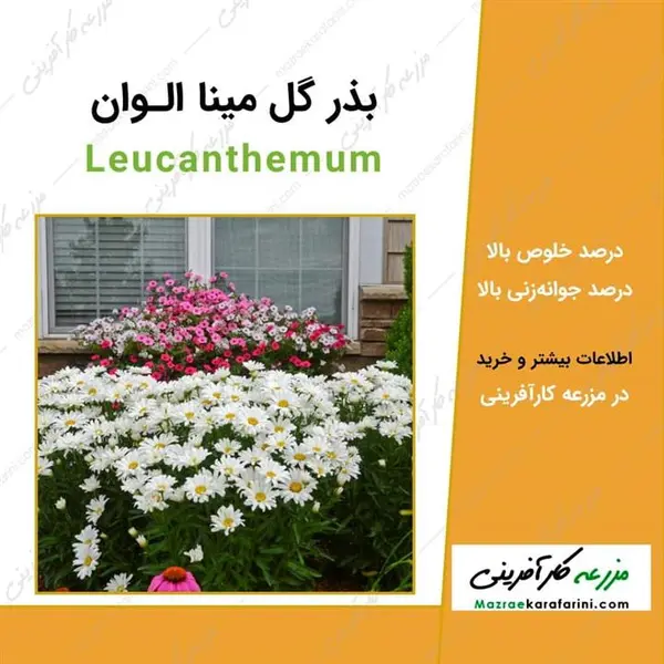 بذر گل مینا الوان - 2