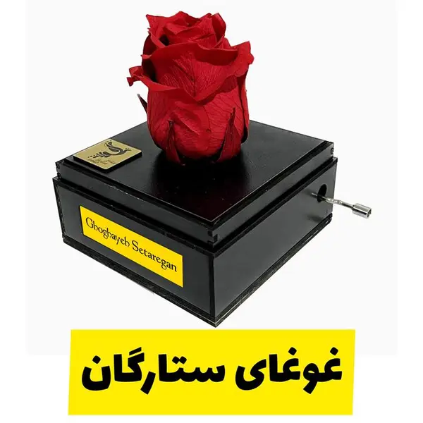 گل رز جاودان موزیکال با ملودی غوغای ستارگان برند اینو دلا ویتا - 2