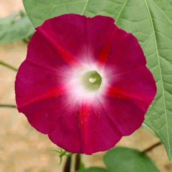 بذر گل نیلوفر پیچ - 5