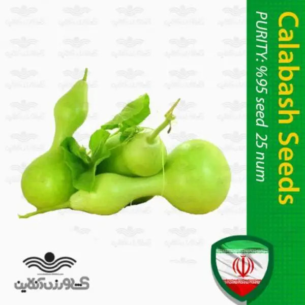 بذر کدو قلیانی و پرورش آن - 3