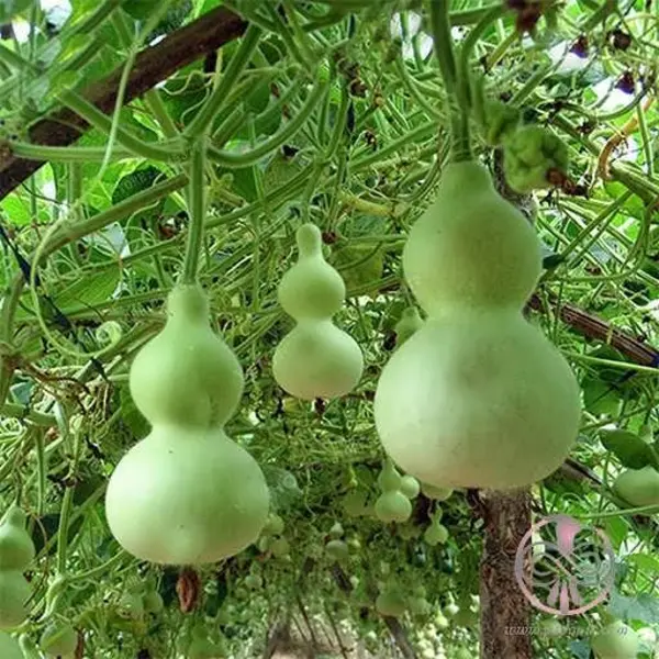 بذر کدو قلیانی و پرورش آن - 2