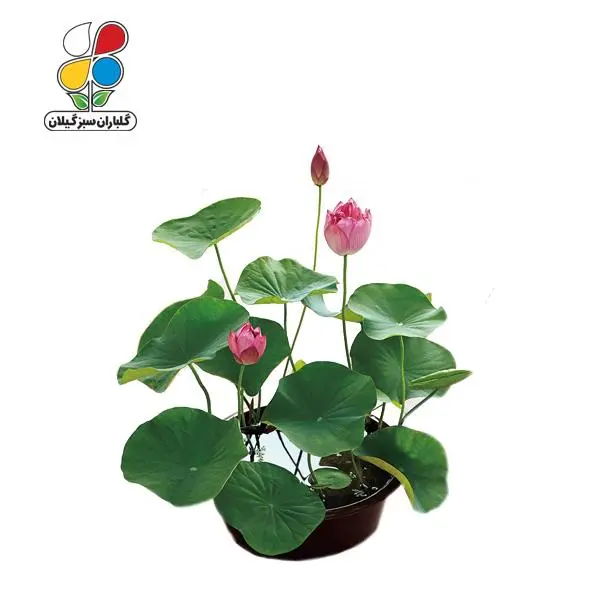بذر گل نیلوفر پیچ - 4