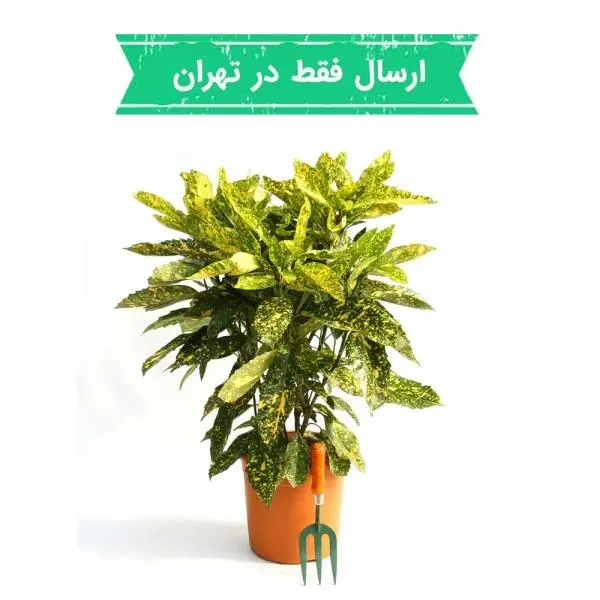 گل آپارتمانی کروتون - 2