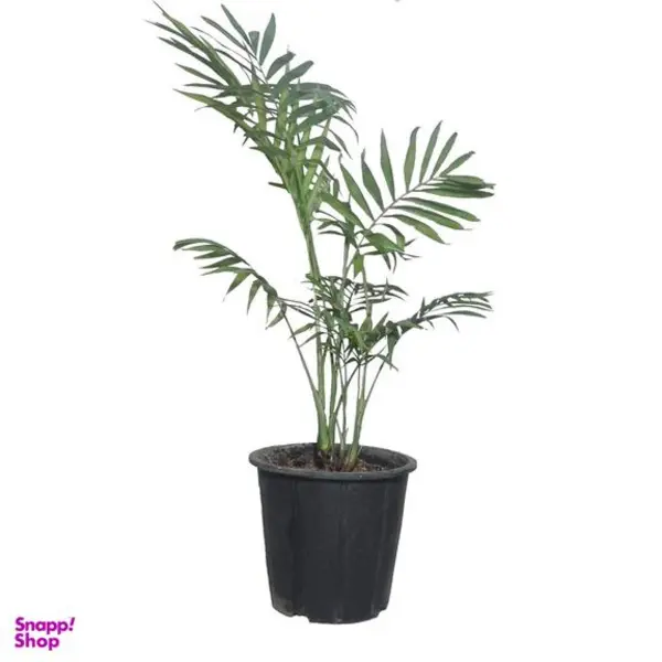 گیاه طبیعی نخل شامادورا کد 112 - 3