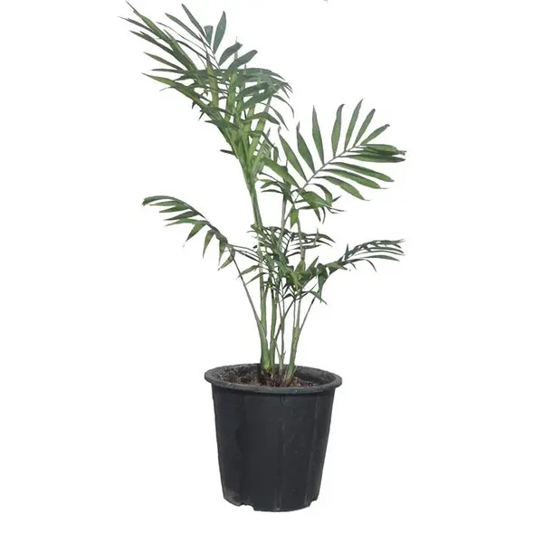 گیاه طبیعی نخل شامادورا کد 112 - 2