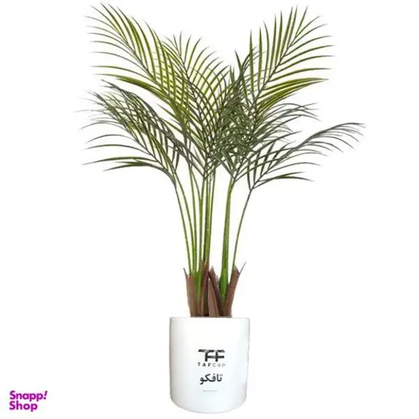 گیاه طبیعی نخل اریکا تافکو کد 2038 - 3