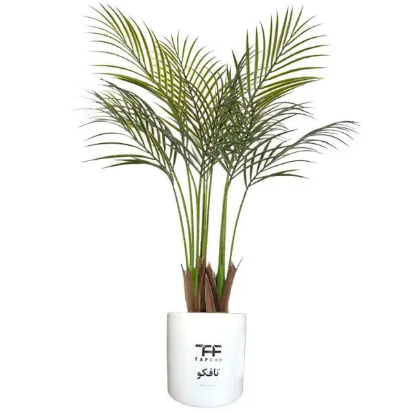 گیاه طبیعی نخل اریکا تافکو کد 2038 - 2