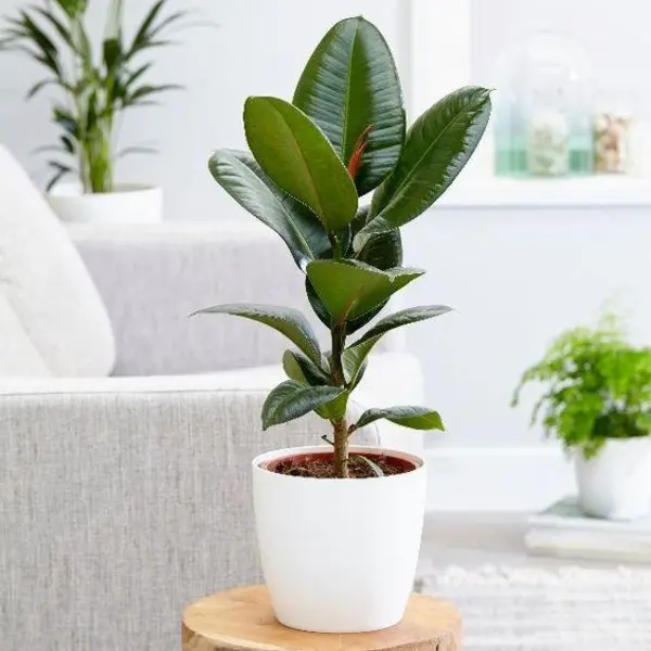 گیاه فیکوس  سبز کد 251 - 2
