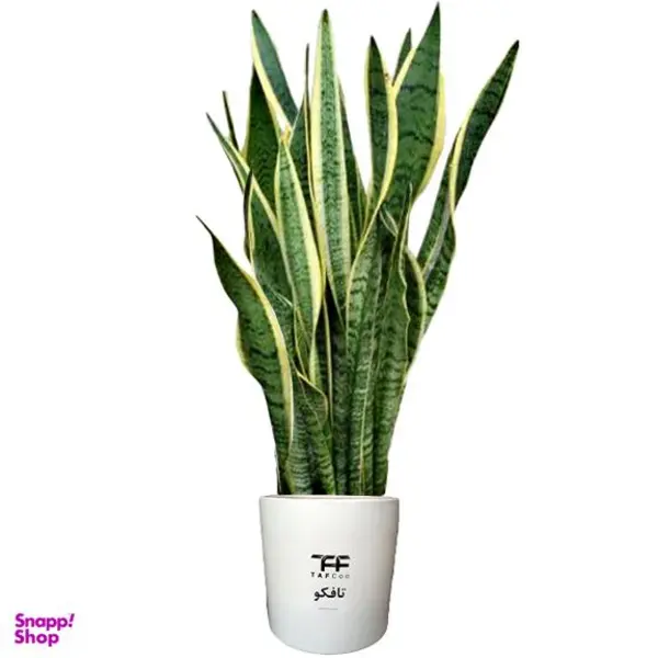 گل طبیعی سانسوریا ابلق تافکو مدل غلاف کد 3x - 3