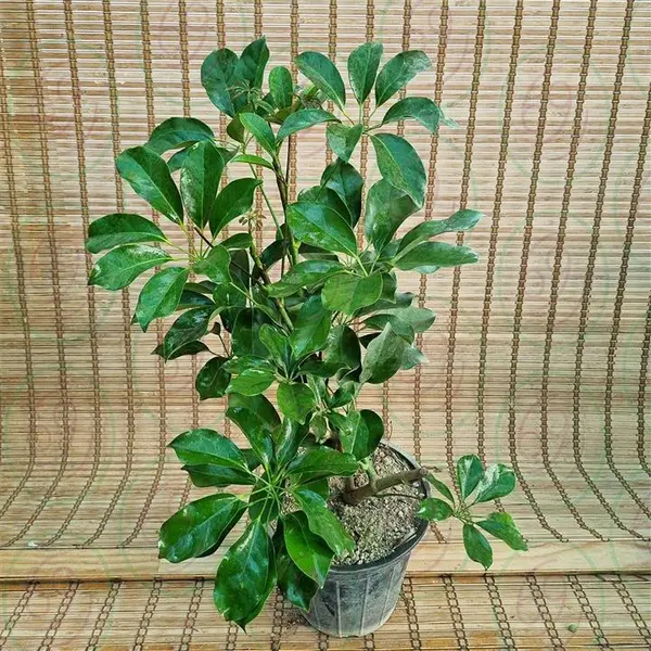 گیاه شفلرا کد 4042 - 2