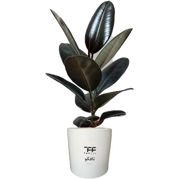 گل طبیعی فیکوس بلک کد 501 - 2