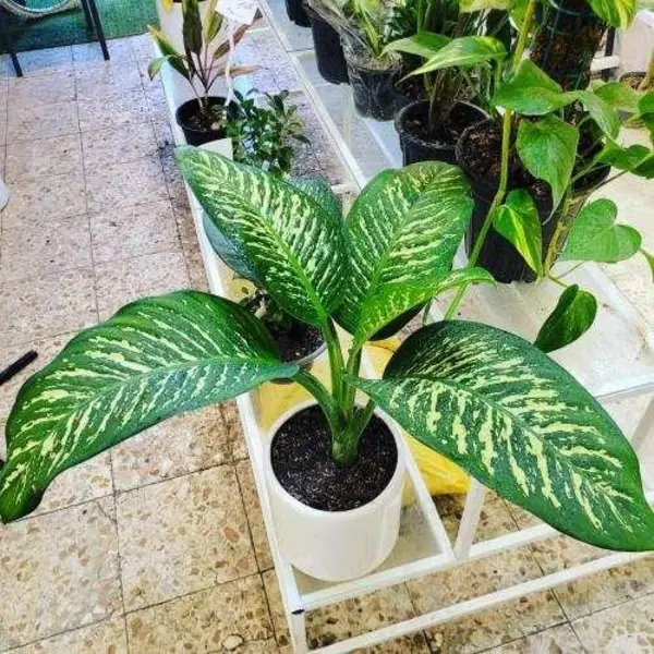 گل دیفن باخیا سطل 7 هزینه ارسال به عهده مشتری - 4