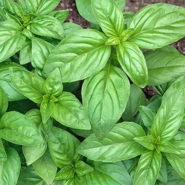 بذر سبزی ریحان سبز - Basil seed - 6