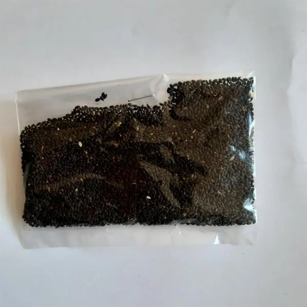 بذر سبزی ریحان سبز - Basil seed - 3