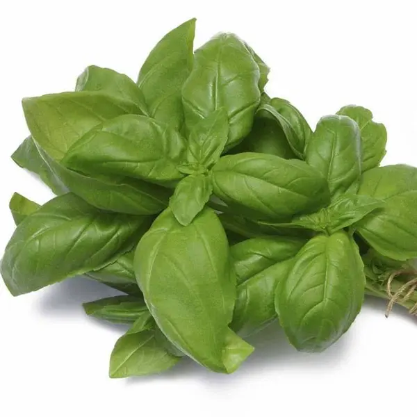 بذر سبزی ریحان سبز - Basil seed