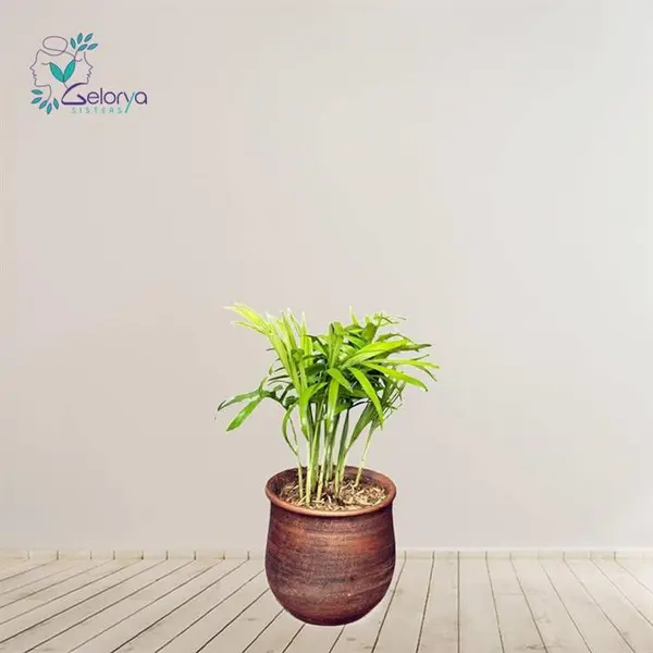 گیاه اپارتمانی نخل شامادورا(chamaedora elegans _plant) - 3