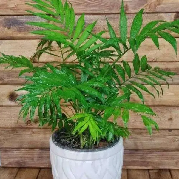 گیاه اپارتمانی نخل شامادورا(chamaedora elegans _plant) - 5