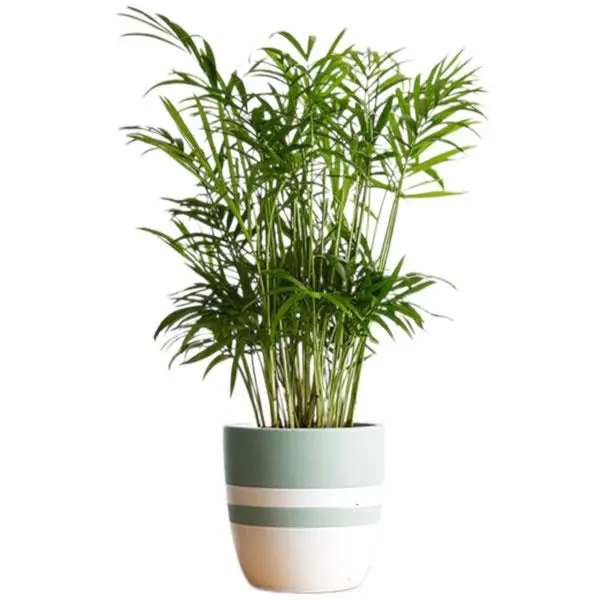 گیاه اپارتمانی نخل شامادورا(chamaedora elegans _plant) - 4