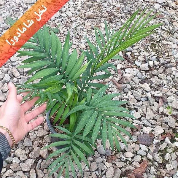گیاه اپارتمانی نخل شامادورا(chamaedora elegans _plant) - 2