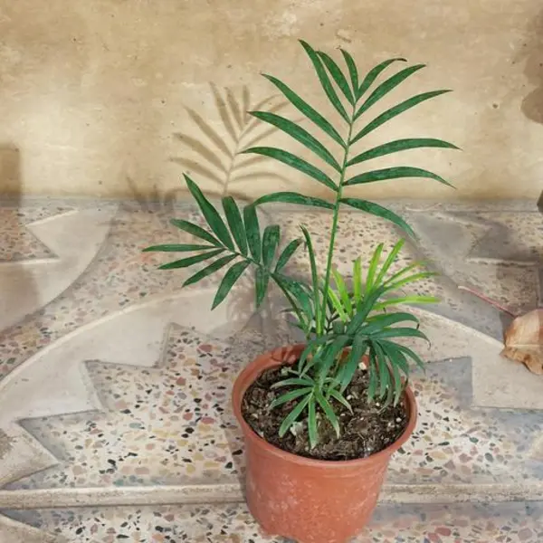 گیاه اپارتمانی نخل شامادورا(chamaedora elegans _plant) - 6