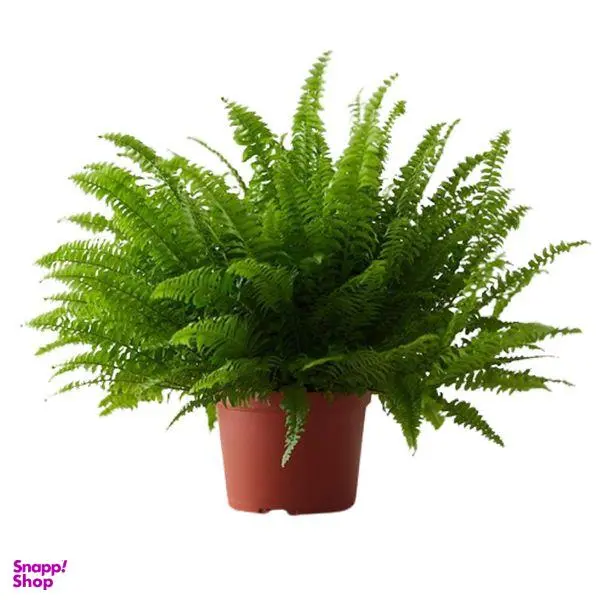 گیاه طبیعی سرخس مدل F-40 - 3