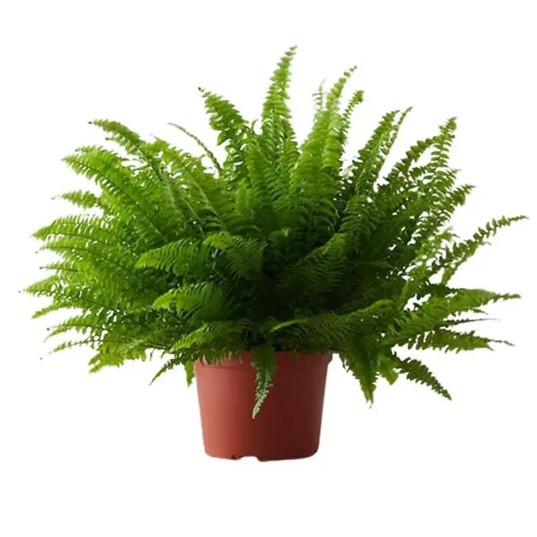 گیاه طبیعی سرخس مدل F-40 - 4