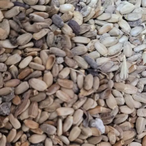 Pakan Bazr Milk Thistle Seeds - 2