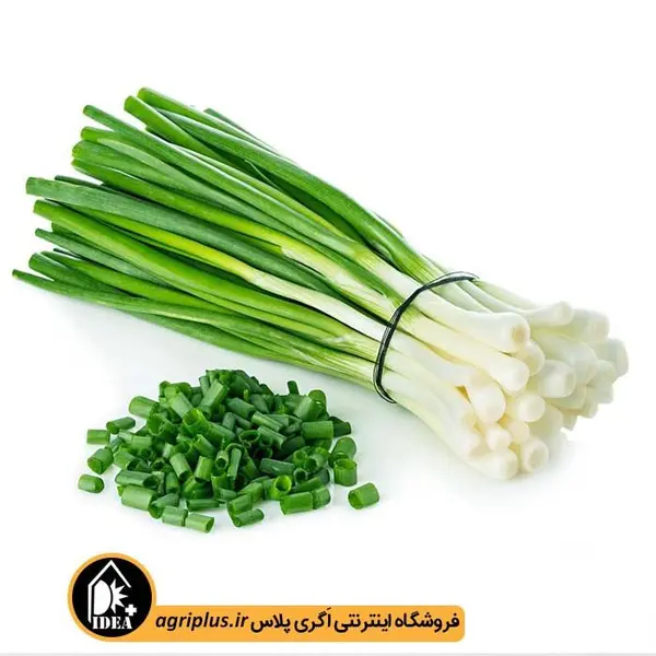 بذر پیازچه - Scallion seed - 2