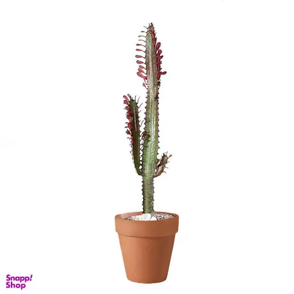 گیاه طبیعی کاکتوس افوربیا تریگونا مدل T100 - 3