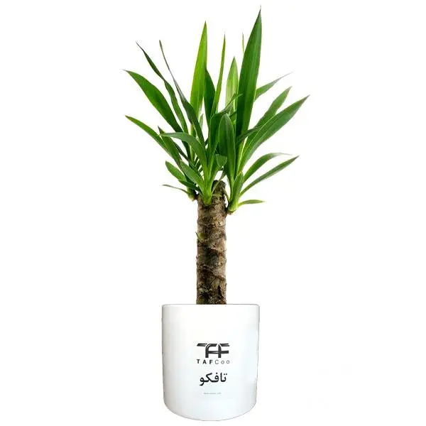 گیاه طبیعی یوکا تافکو مدل y1 - 2