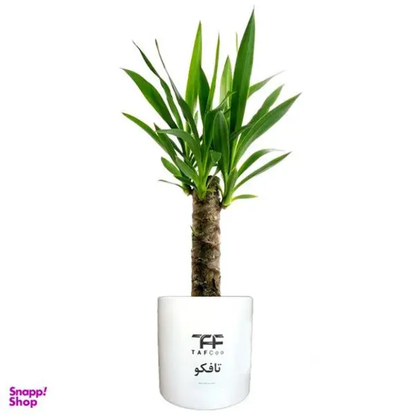 گیاه طبیعی یوکا تافکو مدل y1 - 3
